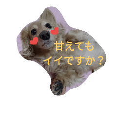 [LINEスタンプ] ダックスのまろんちゃん