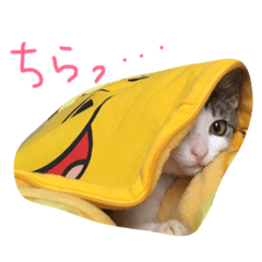 [LINEスタンプ] ネコのゆずきちくん