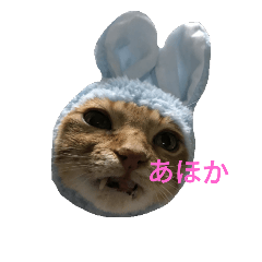 [LINEスタンプ] あまえんぼ猫 茶々丸の日常