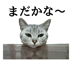 [LINEスタンプ] しおちゃん(猫)