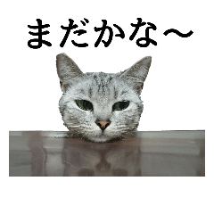 [LINEスタンプ] しおちゃん(猫)の画像（メイン）