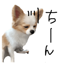 [LINEスタンプ] チワワのクーの日常