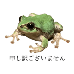 [LINEスタンプ] ニホンアマガエルくん