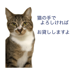 [LINEスタンプ] 白キジ猫のROKA②