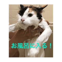 [LINEスタンプ] 三毛猫いちごちゃんのご挨拶2