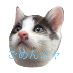 [LINEスタンプ] さくらねこ ちゃん