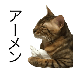 [LINEスタンプ] 猫のイブキさん