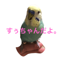 [LINEスタンプ] セキセイインコのすぅちゃんだよ