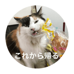 [LINEスタンプ] 三毛猫いちごちゃんのご挨拶