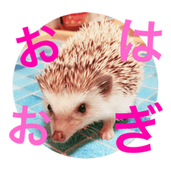 [LINEスタンプ] ハリネズミのおはぎくん