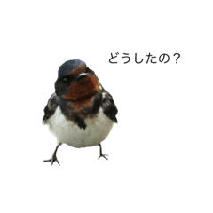 [LINEスタンプ] 野鳥写真スタンプ・日常編