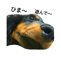 [LINEスタンプ] ミニチュアダックスごまの日常