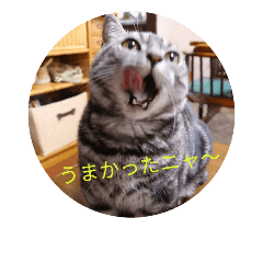 [LINEスタンプ] マンチカン猫 ごまお part2