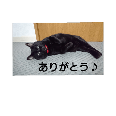 [LINEスタンプ] 黒猫レオくん