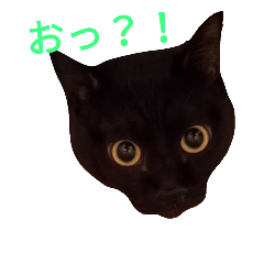 [LINEスタンプ] ゆる黒猫クロ君