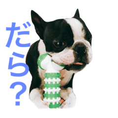 [LINEスタンプ] ボストンテリアまさおくん。ちょっと三河弁