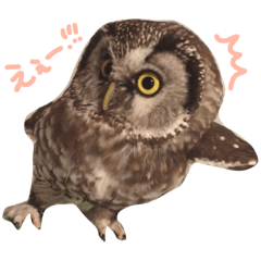 [LINEスタンプ] フクロウとフクロモモンガ。