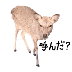 [LINEスタンプ] いろんな動物達のつぶやき