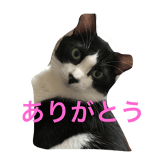 [LINEスタンプ] ねこクラ部