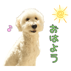 [LINEスタンプ] ゴールデンドゥードルのレア