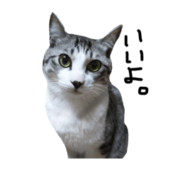 [LINEスタンプ] サバシロの猫 名前はキンムギ