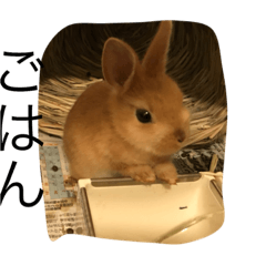 [LINEスタンプ] うさぎは、可愛い