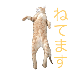 [LINEスタンプ] しま子スタンプ