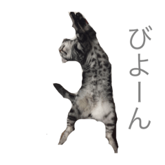 [LINEスタンプ] アメリカンショートヘア たけちゃんです