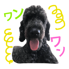 [LINEスタンプ] スタンダードプードルの面白い写真2です