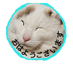 [LINEスタンプ] 可愛いネコたちのスタンプです