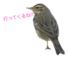 [LINEスタンプ] 野鳥シリーズ4