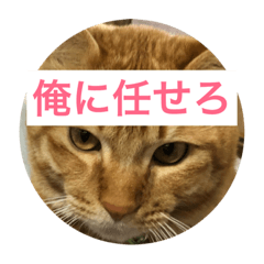 [LINEスタンプ] 猫house