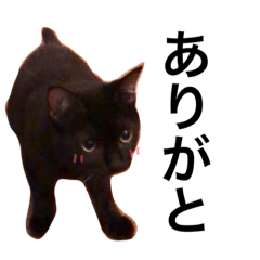 [LINEスタンプ] 黒猫の兄妹