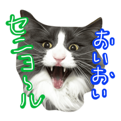 [LINEスタンプ] ノルウェージャンのネオさん