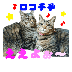 [LINEスタンプ] 仲良し猫のロコモコとチヂミ
