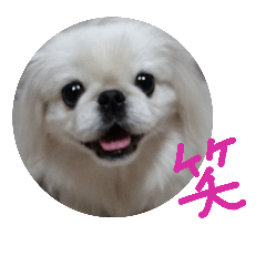 [LINEスタンプ] 犬ペキニーズえんちゃん日常用