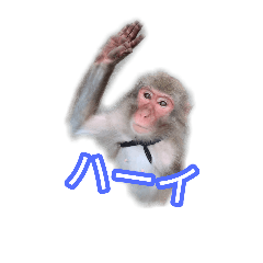 [LINEスタンプ] リアルな日本猿スタンプ 戦豆の猿まわし2