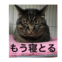[LINEスタンプ] 博多弁をしゃべる猫たちのシュールな毎日の画像（メイン）