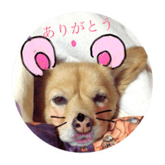 [LINEスタンプ] 犬のポン