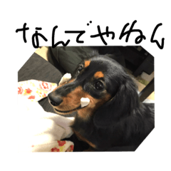 [LINEスタンプ] 愛犬の挨拶3