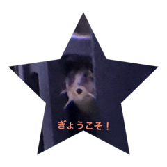 [LINEスタンプ] ダジャレを言うなはだじゃれ？