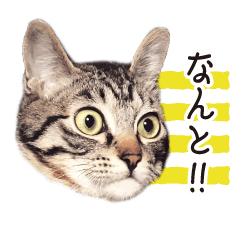 [LINEスタンプ] かぎしっぽのじん君