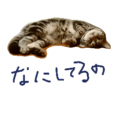 [LINEスタンプ] よびねこのエルダさん