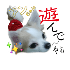 [LINEスタンプ] チワワ犬のあんチャン