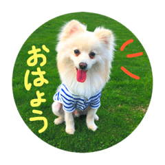 [LINEスタンプ] ポメラニアン♥愛犬！大好きなママ