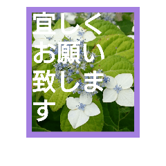[LINEスタンプ] お花の写真のシンプルなスタンプ