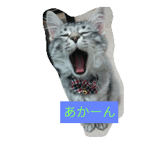 [LINEスタンプ] ねこ 日常 挨拶