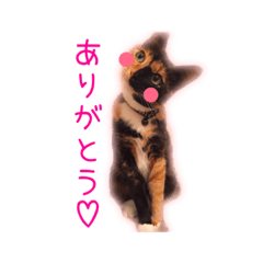 [LINEスタンプ] 三毛猫の伊織ちゃん