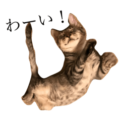 [LINEスタンプ] 気まぐれ猫の福