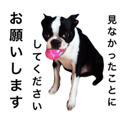 [LINEスタンプ] 敬語を使うボストンテリア侘助